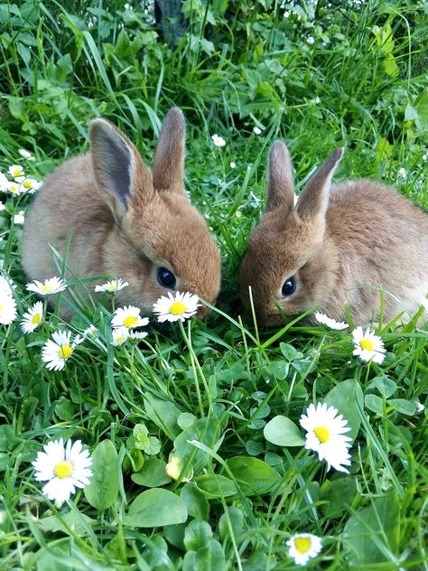 Baby Bunny Aesthetic, Wild Bunnies, Rabbit Pictures, Wild Rabbit, Spring Animals, Cute Small Animals, Spring Bunny, Spring Aesthetic