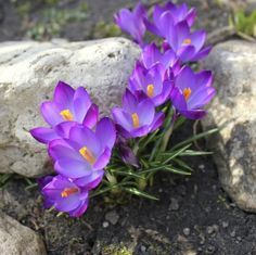 Crocus Planting Tips: Learn When To Plant Crocus Bulbs.  This article tells about the importance of the "chill period," and how to determine when and where to plant crocuses. Purple Flower Pictures, Dark Plants, Plants Purple, Bouquet Wallpaper, Crocus Bulbs, Planting Tips, When To Plant, Garden Bouquet, Crocus Flower