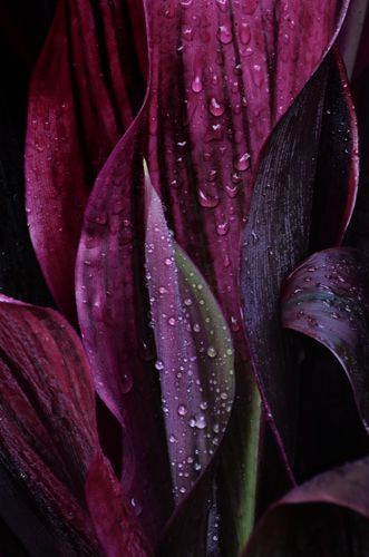 Pastel Decor, Purple Love, All Things Purple, Water Droplets, Purple Rain, Purple Aesthetic, Color Textures, Shades Of Purple, Deep Purple