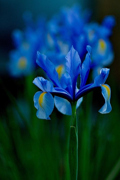 Perfect blue! Most Popular Flowers, Popular Flowers, Blue Iris, The Secret Garden, Blue Garden, Iris Flowers, The Grass, Flowers Nature, Beautiful Blooms