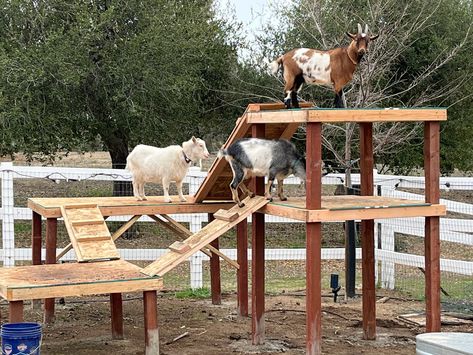 Minature Goats, Goat Yard, Goat Playground, Keeping Goats, Goat Shelter, Goat Pen, Pet Goat, Goat House, Goat Barn