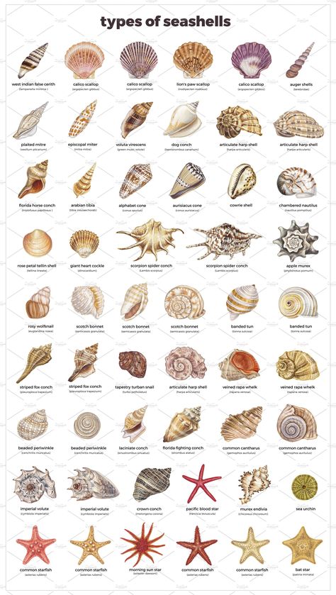 Diys Using Sea Shells, Project With Sea Shells, Different Types Of Shells, Sea Shells Pictures, Pictures Of Seashells, Diy With Sea Shells, What To Do With Sea Shells Diy, Stuff To Do With Shells, Beachy Things To Make