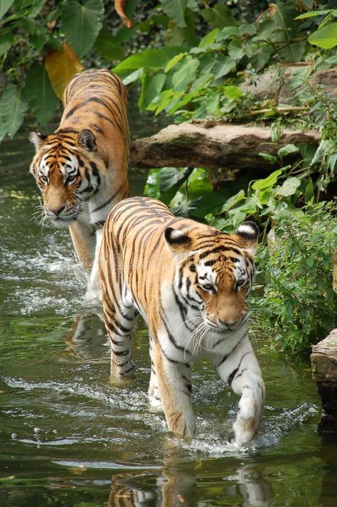 Two tigers. Walking into the water #Sponsored , #Ad, #paid, #Walking, #water, #tigers Tigers Wallpaper, Two Tigers, Walking Water, Tiger Walking, Amur Tiger, Tiger Wallpaper, Tiger Painting, Siberian Tiger, Bengal Tiger