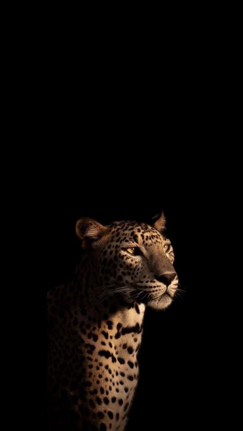 Gold Black Wallpaper Iphone, Leo Lockscreen, Ipad Wallpaper Aesthetic Vintage, Leopard Wallpaper Iphone, Leopard Aesthetic, Glamour Wallpaper, Royal Animals, Leopard Print Wallpaper, Cheetah Print Wallpaper