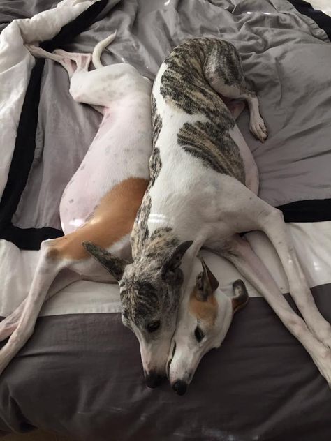 Whippet love (owned by Sharon Colayco) Whippet Dog, Grey Hound Dog, Italian Greyhound, Hound Dog, Whippet, Beautiful Dogs, Greyhound, I Love Dogs, Dog Love