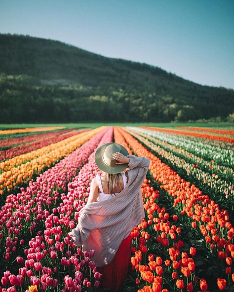 spring time tulips in british columbia. Sun Morning, Tulip Fields, Flower Field, Photography Inspo, Adventure Awaits, Beautiful World, Photography Tips, Photo Inspiration, Photography Inspiration