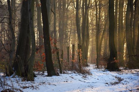 Forest Light, Scenery Photos, Snow Fairy, Forest Background, Snowy Forest, Forest Photography, Winter Forest, Winter Aesthetic, Aesthetic Images