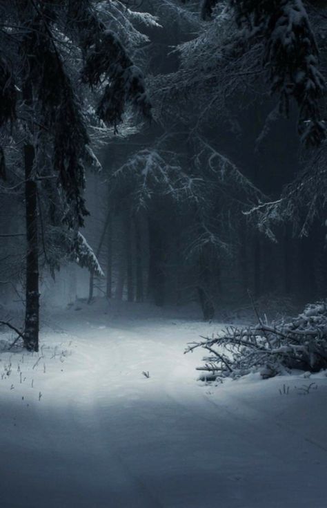 Dark Forest Aesthetic, Snow Forest, Night Forest, Snowy Forest, Winter Wood, Winter Scenery, Winter Forest, Dark Places, Winter Aesthetic