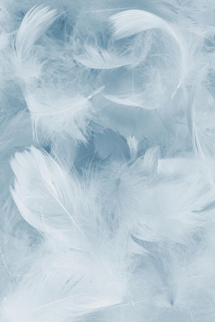 Feathers Background, Feathers Wallpaper, Abstract Feather, Feather Background, Feather Texture, Feather Wallpaper, Elegant Texture, Rose Flower Pictures, Screen Savers Wallpapers