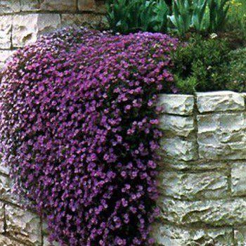 Roses Landscaping, Fast Growing Ground Cover, Ground Cover Seeds, Small Flower Gardens, Cover Purple, Ground Cover Plants, The Secret Garden, Flowering Plants, Ground Cover