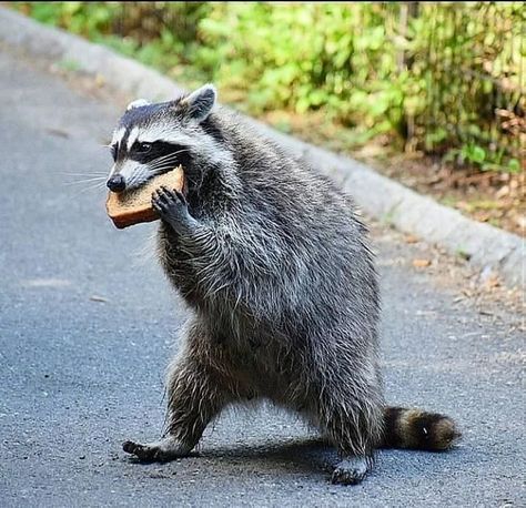 Cute Raccoon, Raccoon Funny, Early In The Morning, Trash Panda, Cheese Sandwich, Grilled Cheese Sandwich, Racoon, Cheese Sandwiches, Cute Pokemon