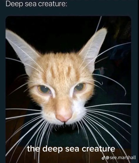 Deep Sea Creatures Art, Deep Sea Creature, Deep Sea Creature Cat, Fish Meme, Goofy Cats, Funny Cat Images, Funny Guys, Sea Creatures Art, Cute Cat Cheer Up Meme