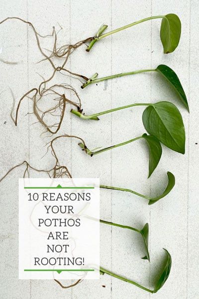 Pothos Not Rooting? Top 10 Secrets Why You're Failing Replanting Plants, Propagating House Plants, How To Propagate Pothos, Propagation Tips, Pothos Cuttings, Pothos Plant Propagation, Propagate Pothos, Propagating Pothos, Planting Pothos Cuttings