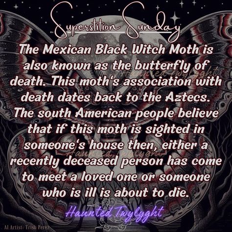 Moths In Witchcraft, Spanish Moon Moth Tattoo, Gothic Moth, Black Moth Spiritual Meaning, Moth Aesthetic Dark, Black Witch Moth, Lunar Moth, White Bar, Moth Tattoo