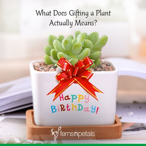 What Does Gifting a Plant Actually Means? Plant As A Gift, Plant Gift Ideas, Plant Meanings, Plant Quotes, Gifts Quotes, Plant Room, Plant House, Plants Quotes, Plant Gift