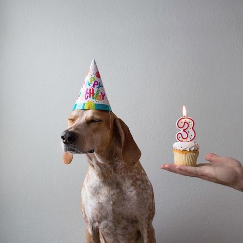 Dog Birthday Photoshoot, Dog Birthday Pictures, Dog Photoshoot, Puppy Birthday, Dog Birthday Party, Dog Party, Puppy Party, Dog Birthday, Animal Birthday