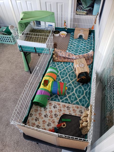 L-shaped Guinea Pig Cage Genie Pig Cage Ideas, C And C Guinea Pig Cage, Guinea Pig Enclosure Ideas, C&c Guinea Pig Cage Ideas, Guinea Pig Set Up, Guinea Pig Cage Setup Ideas, Indoor Guinea Pig Cage Ideas, Guinea Pig Cage Ideas Diy, Cute Guinea Pig Cage Ideas