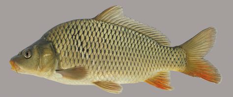 The common carp (Cyprinus carpio) is a member of the carp and minnow family. Find it in muddy areas of lakes and ponds, as well as in the pools of rivers. #FamilyCyprinidae #FloridaFish #Fishing #FreshwaterID #FishID Common Carp, Ikan Air Tawar, Image Of Fish, Fish Gallery, Florida Fish, Carp Fish, Fishing Pictures, River Fishing, British Wildlife