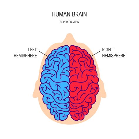 The left hemisphere controls the right-hand side of the body and receives information from the right visual field, controlling speech, language, and recognition of words, letters, and numbers. The right hemisphere controls the left-hand side of the body and receives information from the left visual field controlling creativity, context, and recognition of faces, places, and objects. Frontal Lobe Function, Left Vs Right Brain, The Brain Anatomy, Left Brain Vs Right Brain, Anatomy Structure, Brain Parts, Basal Ganglia, Glial Cells, Occipital Lobe