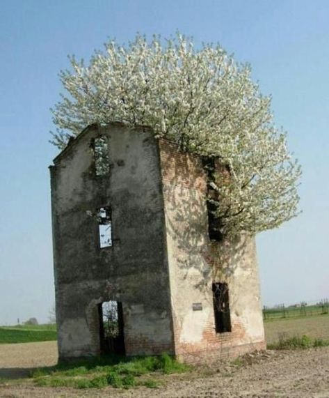 Tree growing inside an old ruin- nature will have it's way! Urban Exploring, Abandoned Mansions, Find A Way, Old Barns, Old Building, Abandoned Buildings, Old Buildings, Abandoned Houses, Abandoned Places