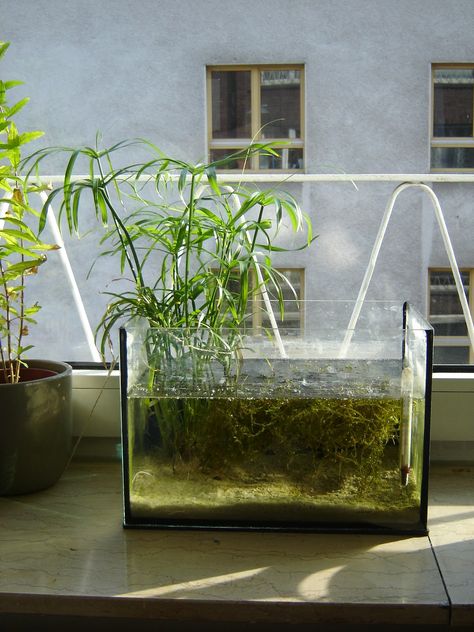 Cyperus alternifolius aka umbrella plant in 12 liter (3ish gallon) tank. It removes organic pollutants (nitrogen, phosphorus) and also heavy-metals such as copper. Cube Paludarium, Ranchu Goldfish Tank, Hornwort Plant Aquarium, Pogostemon Cablin, Neocaridina Shrimp Tank, Umbrella Plant, Green Baby, Aquatic Plants, Aquarium Fish