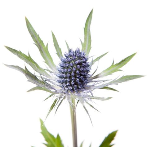 Thistle Sketch, Blue Eryngium, Wedding Flower Types, Flower Library, Forest Vibes, Flower Of Scotland, Holly Wedding, Blue Thistle, Flower Tattoo Ideas