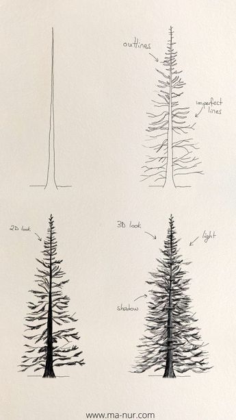 Pencil Pine, Pine Tree Drawing, Drawing Process, Tree Drawing, Pine Tree, Different Types, I Hope, Trees, Pencil