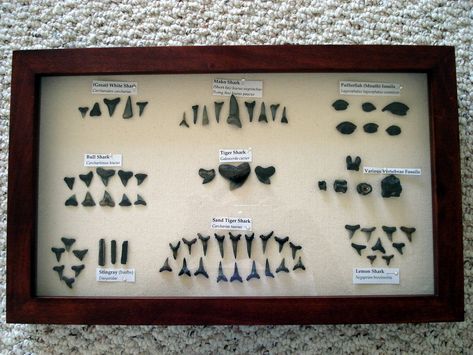 Little Pea: Me and my Shadow(box) Shadow Box Ideas Shark Teeth, Shark Tooth Display Ideas, Shark Teeth Display Ideas, Shark Tooth Display, Florida Fossils, Shark Teeth Crafts, Vacation Crafts, Fossil Display, Me And My Shadow