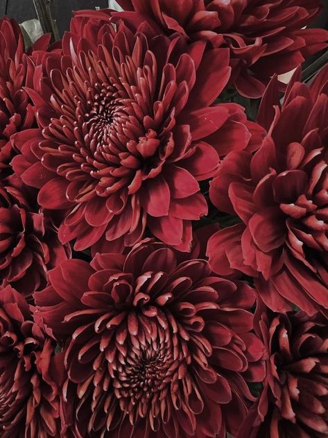 Mums Wallpaper Iphone, Burgundy Mums, Mums Wallpaper, Fall Widgets, Wood Wedding Cakes, Woods Wedding, Fall Planting, Flower Types, Fall Palette