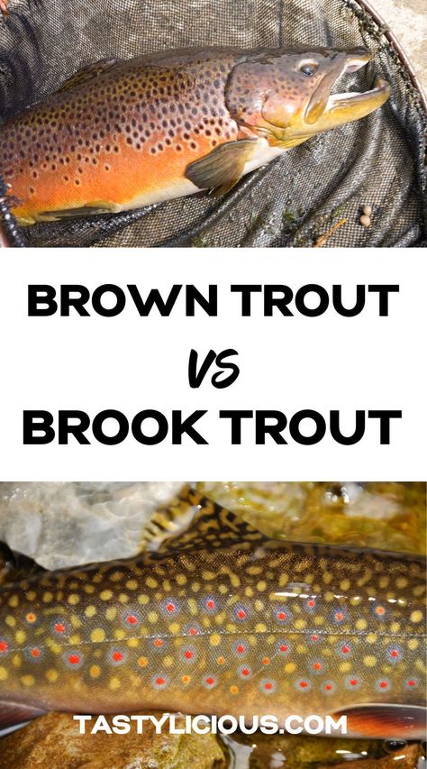 Brown Trout vs Brook Trout – How To Tell The Difference | Brook Trout vs Brown Trout | brown trout recipes | brook trout recipe | refreshing spring recipes | quick lunch recipes | dinner ideas | easy dinner recipe | healthy dinner recipe Brown Trout Recipes, Brook Trout Recipe, Refreshing Spring Recipes, Trout Recipe, Recipe Healthy Dinner, Best Fish Recipes, Fish Mounts, Trout Recipes, Quick Lunch Recipes