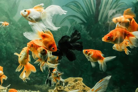 Types of Goldfish: Top 35 Goldfish Species For Your Aquarium Types Of Goldfish, Goldfish Species, Lionhead Goldfish, Bubble Eye Goldfish, Shubunkin Goldfish, Goldfish Breeding, Common Goldfish, Comet Goldfish, Goldfish Types