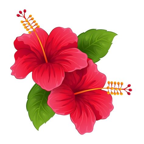 Hibiscus Mural Painting, Hibiscus Flower Fabric Painting, Hibiscus Flower Vector, Natural Flowers Images, Habisquis Flower, Red Flower Drawing, Hibiscus Vector, Hibiscus Flower Clipart, Hibiscus Flower Illustration