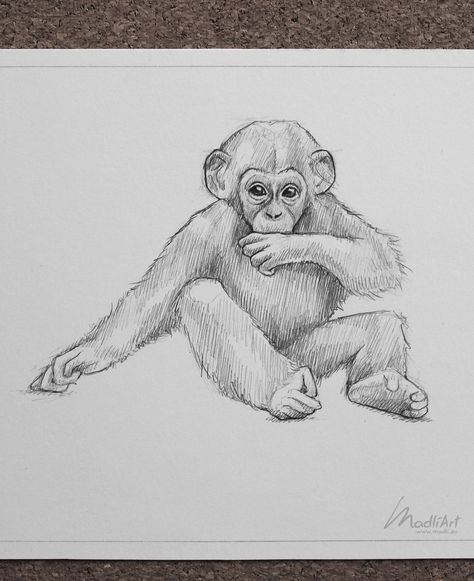 Endangered Animals Drawing, Monkey Drawing Realistic, Pencil Drawings Of Animals Wildlife, How To Draw Monkey, Chimpanzee Sketch, How To Draw A Monkey, Zoo Animal Drawings, Pencil Drawing Of Animals, Drawings Of Monkeys