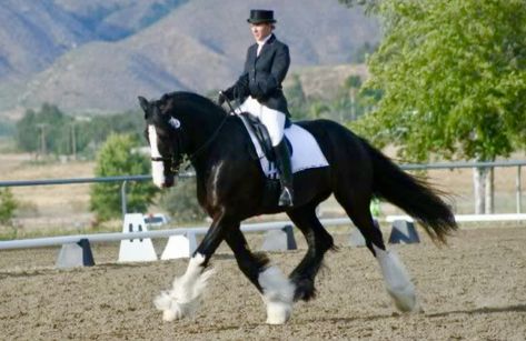 Horse Reference Photos, Shire Horses, Horse Competition, Horse Information, Jumping Horse, Riding Habit, Shire Horse, Clydesdale Horses, Horse Reference