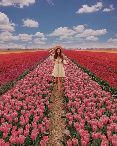 Tulip Fields Netherlands, Coastal Background, Wallpaper Beach, Coastal Wallpaper, Spring Photoshoot, Flower Photoshoot, Tulip Festival, Tulips Garden, Travel Pictures Poses