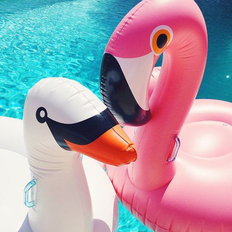 Pin for Later: Proof the Inflatable Pool Swan Is the Coolest Summer Accessory . . . Had a Close Encounter With a Flamingo Flamingo Swimming Pool, Flamingo Inflatable Pool, Swan Pool Float, Pink Flamingo Pool, Unicorn Pool Float, Inflatable Pool Toys, Flamingo Pool Float, Pool Floats For Adults, Flamingo Float