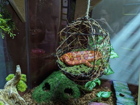 Do you wish to provide toys for your pet snake? These are 25 ideas for enrichment activities and snake toys that you could try. Snake Tank Setup Ideas, Cute Snake Enclosure, Snake Enrichment Ideas, Snake Enclosure Ideas Diy, Snake Setup, Corn Snake Enclosure Ideas, Snake Enclosure Ideas, Snake Enrichment, Gecko Vivarium