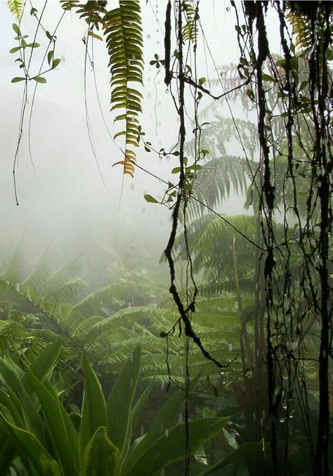 Brazil, Amazon jungle | #travel #wanderlust #SouthAmerica Tropical Forest, Amazon Rainforest, Tropical Rainforest, In The Jungle, Tarzan, Nature Landscape, Green Aesthetic, In The Forest, Green Plants