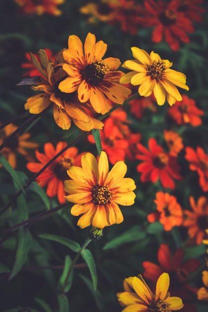 Aesthetic Pictures Flowers, Yellow Flower Aesthetic, Pictures Flowers, True Autumn, Spring Images, Plant Wallpaper, Flowers Red, Autumn Nature, Beautiful Flowers Wallpapers