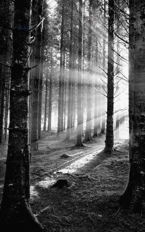 Beautiful sunlight in black and white! Sun Piercing, Sacred Grove, Shadow Tree, 숲 사진, Tree Shadow, White Trees, Forest Light, Black And White Landscape, Photography Tips For Beginners