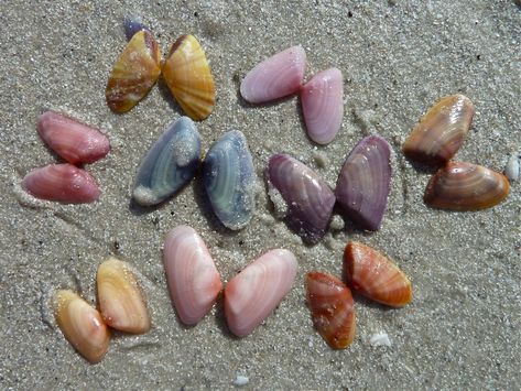 Coquina shells. They're so gorgeous! I want then incorporated into one of my existing tattoos. No Ordinary Girl, Ocean Isle Beach, Mermaid Aesthetic, Sanibel Island, Summer Dream, Aphrodite, The Sand, Summer Aesthetic, Pretty Pictures