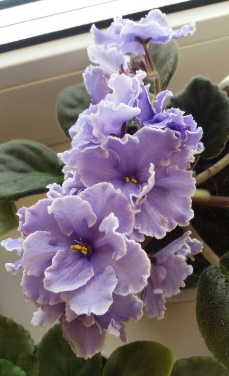 African violet African Violet Aesthetic, African Violet Flower, Violets Flowers, Flower Types, Violet Aesthetic, Violet Flowers, Flower Collage, Art Help, African Violet