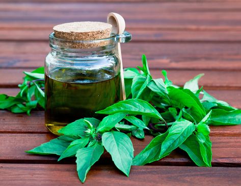 How to Make Basil-Infused Olive Oil at Home - Green Herb Guru Basil Infused Olive Oil, Infused Oil Recipes, Herb Infused Olive Oil, Basil Tea, Granola Parfait, Bruschetta Toppings, Basil Olive Oil, Cheese Stuffed Mushrooms, Olive Oil Recipes