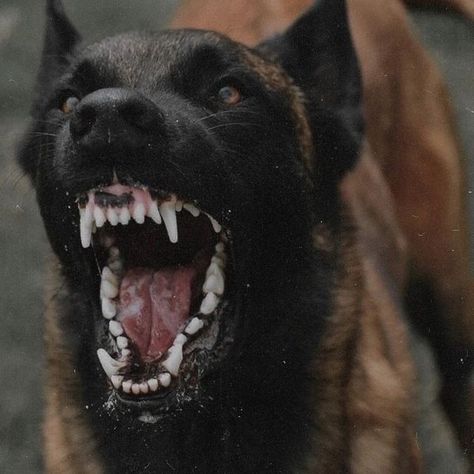 Dog Growling, Belgian Malinois Dog, Angry Dog, Malinois Dog, Scary Dogs, Huge Dogs, Pretty Dogs, Best Dog Breeds, Dog Biting