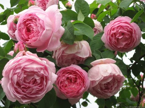 'Constance Spry' David Austin rose | Photo: LINCKERSBERG on HMF Constance Spry Rose, Constance Spry, David Austin Rose, Roses Beautiful, Austin Rose, Rose Photo, David Austin Roses, Have Inspiration, Growing Roses