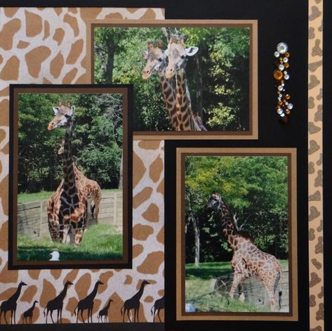 Africa Scrapbook, Safari Scrapbook Layouts, Zoo Layout, Safari Scrapbook, Zoo Pictures, Scrapbooking Layouts Travel, Scrapbook Generation, Scrapbook Disney, Scrapbook Pictures