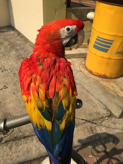 Scarlet Macaw Aesthetic, Scarlett Macaw, Scarlet Macaw, Malinois Dog, Kingdom Animalia, Parrot Cage, Cute Little Animals, Scarlet, Parrot