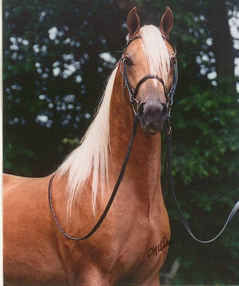 SAX Gold Dust---half arab stallion Palomino Horse, Morgan Horse, Free Horses, Most Beautiful Animals, Mint Gold, Horse Crazy, Gold Dust, Sport Horse, Horse Saddles