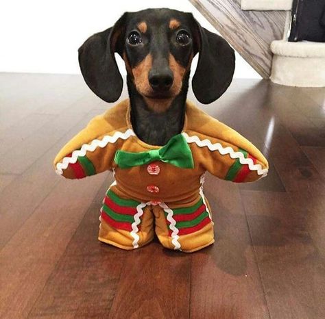 The 55+ Greatest Dachshund Costumes EVER | Page 9 of 18 | The Paws Dachshund Dog, Gingerbread Man, Dachshund, Gingerbread, Halloween, Christmas