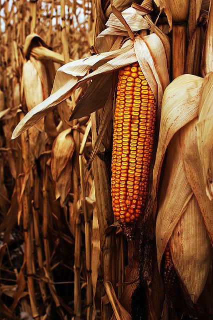 #Autumn #Fall Corn On The Cob, Down On The Farm, Harvest Time, Fabulous Fall, Happy Fall Y'all, Autumn Beauty, Best Seasons, Lombok, Mellow Yellow